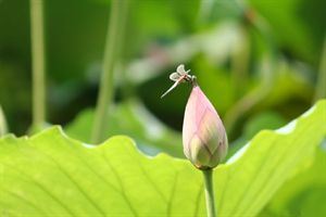 楼中楼的风水大忌 楼中楼是什么房型